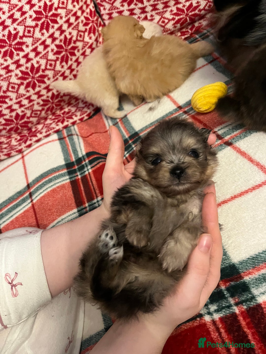 Pomeranian dogs for sale: Stunning Pomeranian puppys - Advert 34