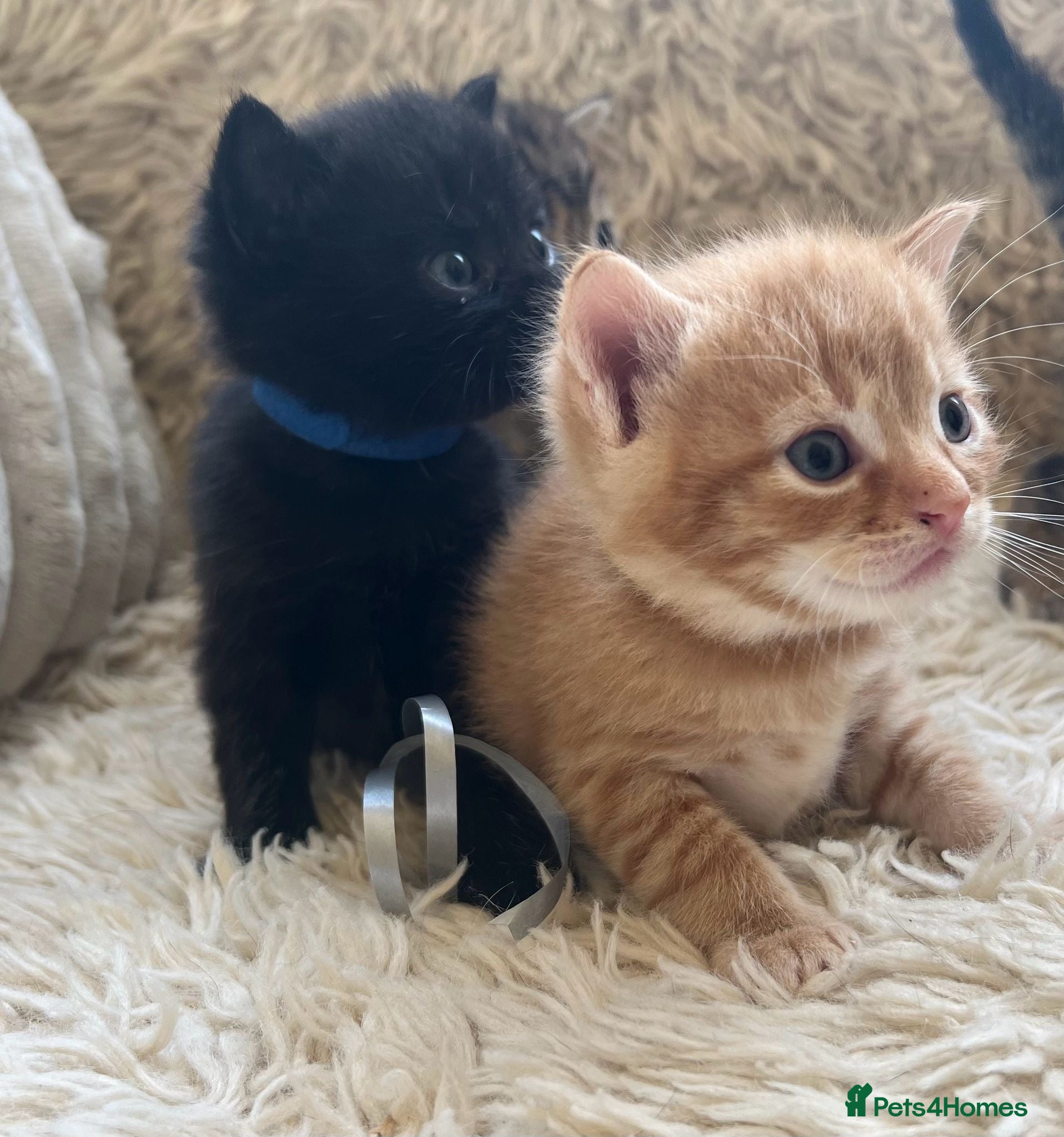 Maine Coon cats for sale: Maine Coon Cross Kittens Seeking Forever Homes - Advert 1