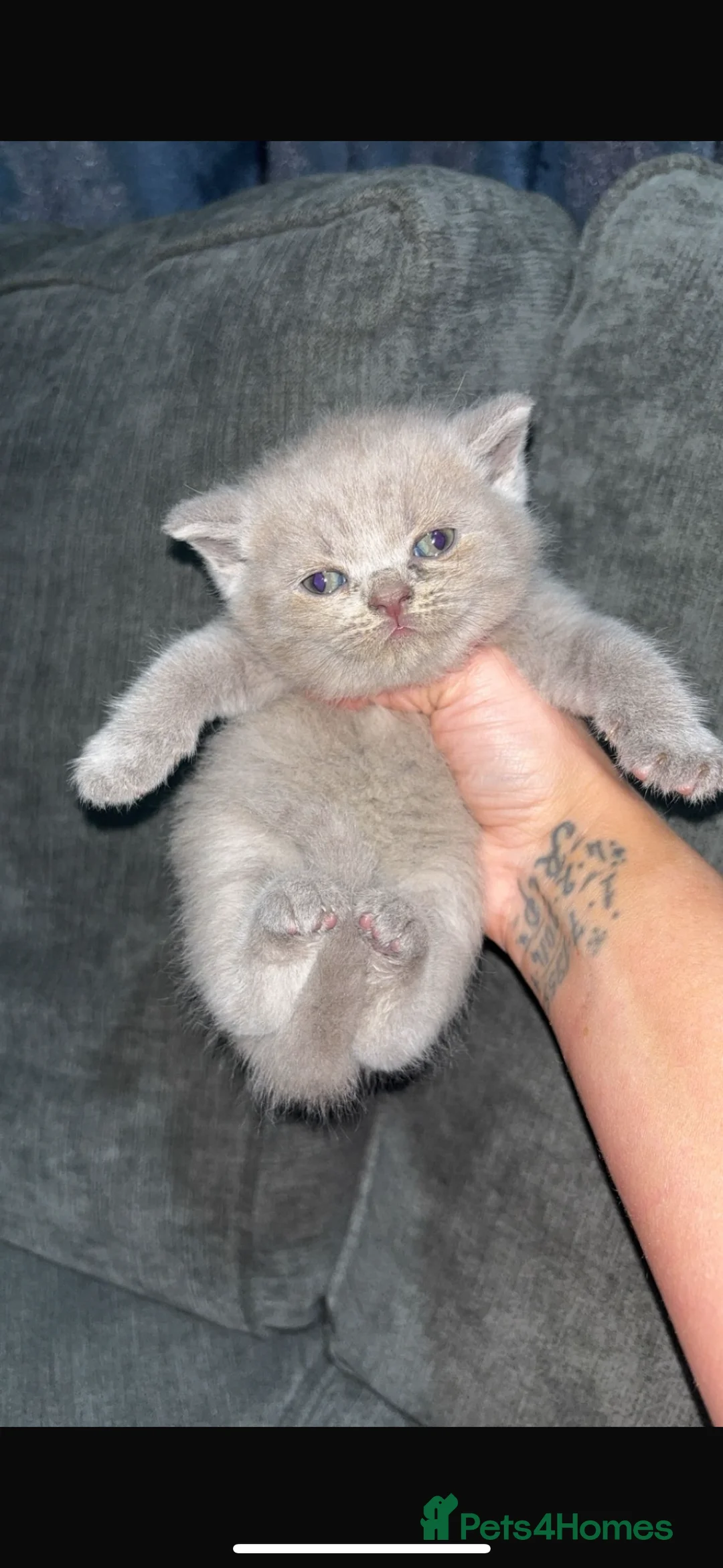 British Shorthair cats for sale: Adorable Pedigree British shorthairs  - Advert 24