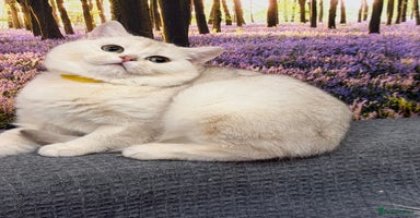 British Shorthair cats British shorthair golden TICA - Advert 12