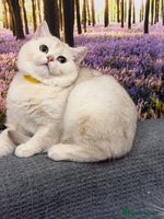 British Shorthair cats British shorthair golden TICA - Advert 12