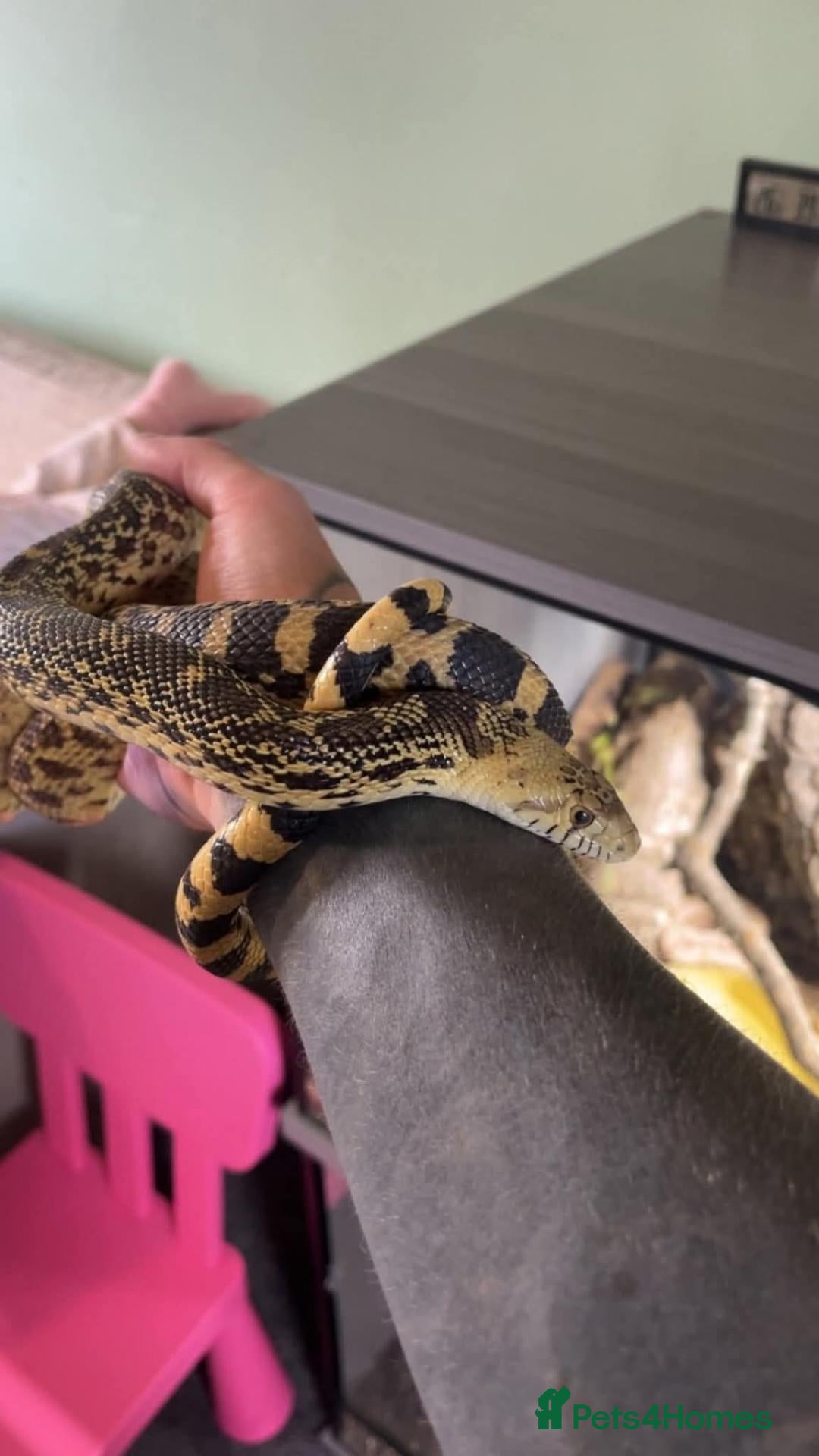 Snake reptiles Bull snake for sale - Advert 6