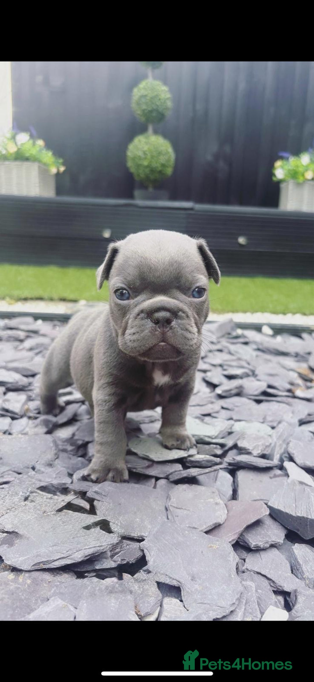 French Bulldog dogs for sale: 5 gorgeous fur babies 🩷 - Image 5