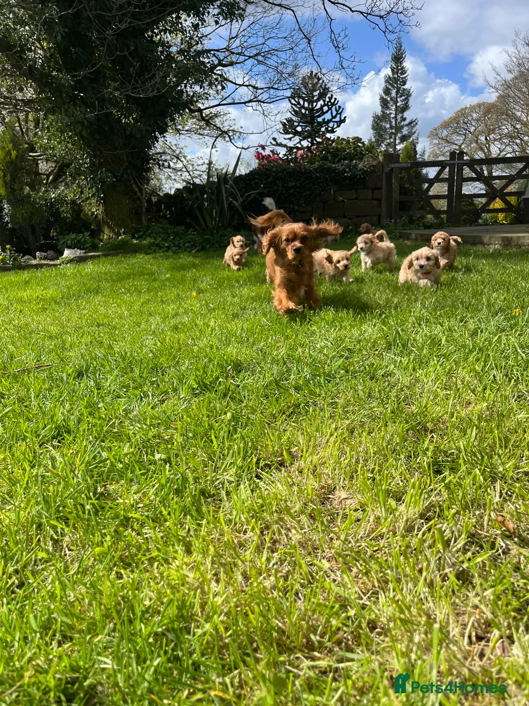Cavapoo dogs for sale: Cavapoo Puppies for Sale! in Stoke-on-Trent - Advert 24