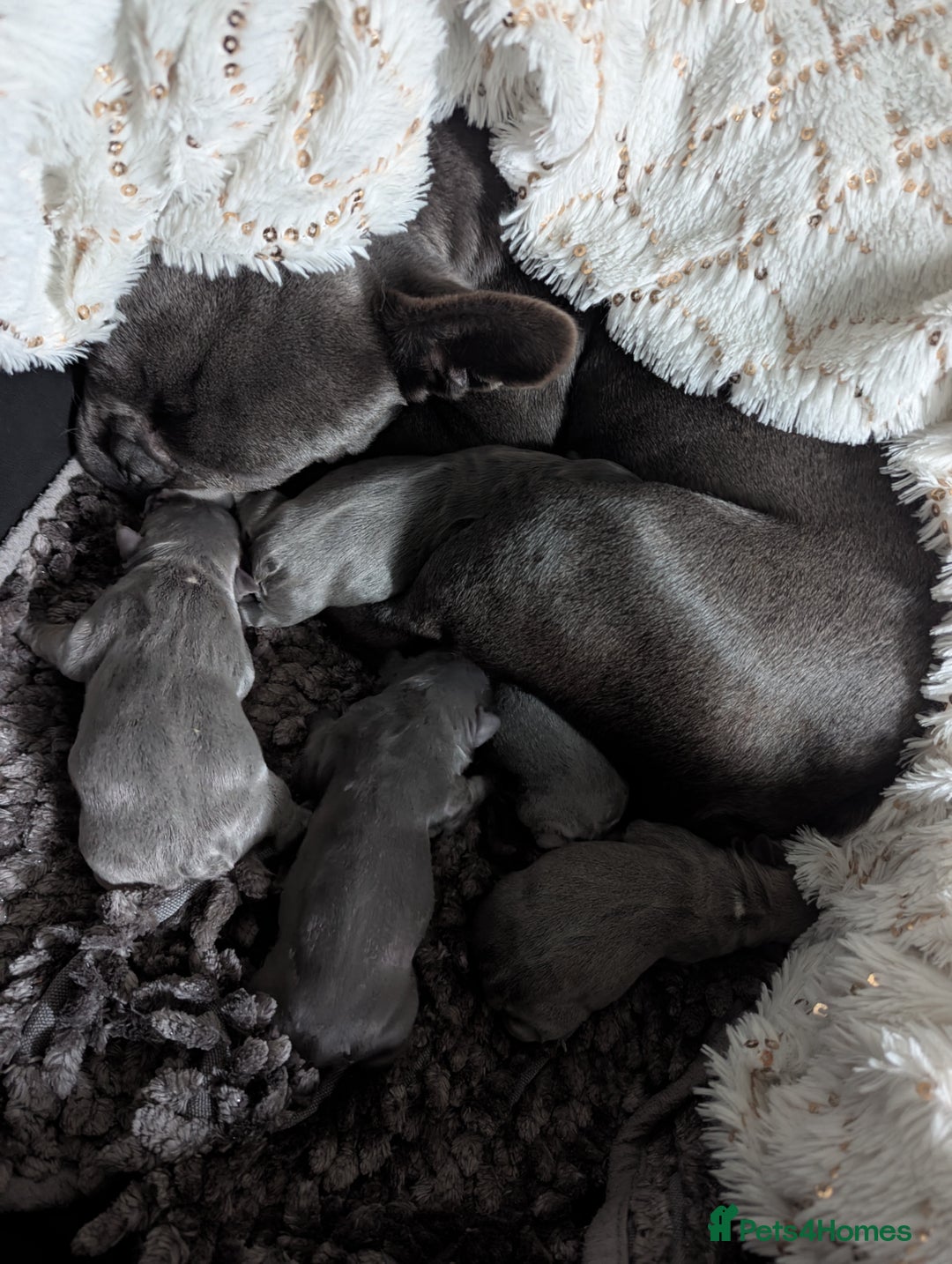 French Bulldog dogs for sale: French bulldog puppies - Advert 7