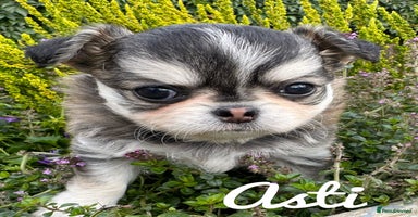 Chihuahua dogs - Advert 10
