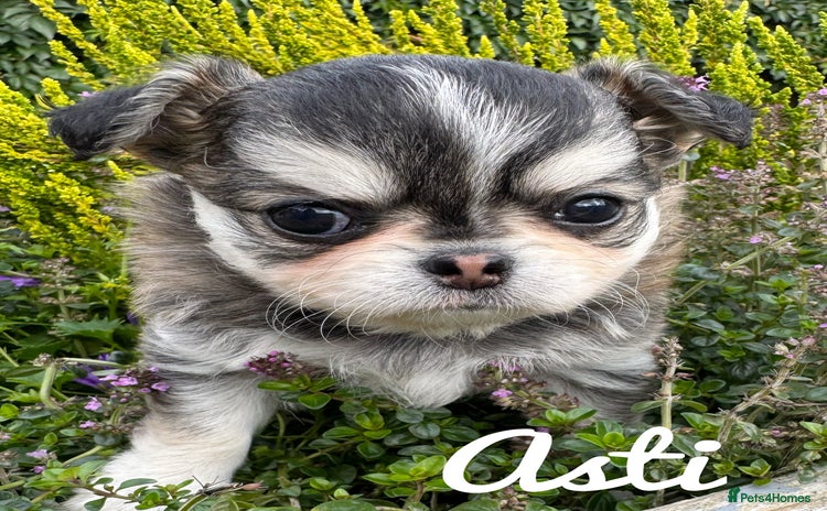 Chihuahua dogs - Advert 1