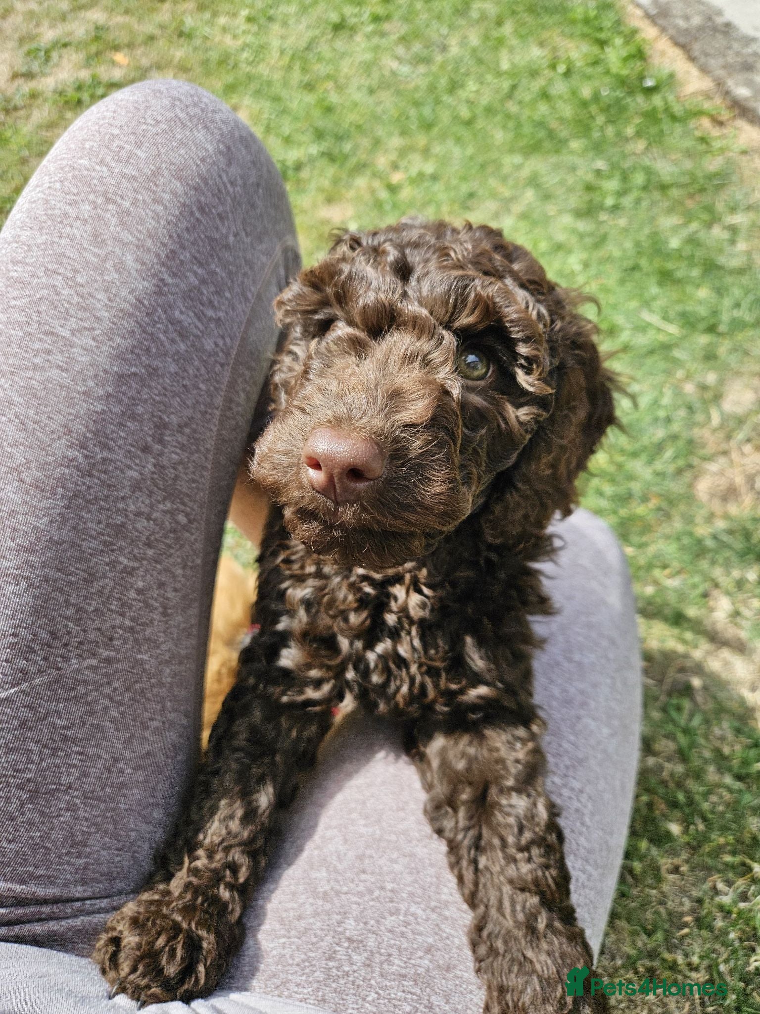 Cockapoo dogs Stunning 10 week f2b cockapoo boy - Advert 15