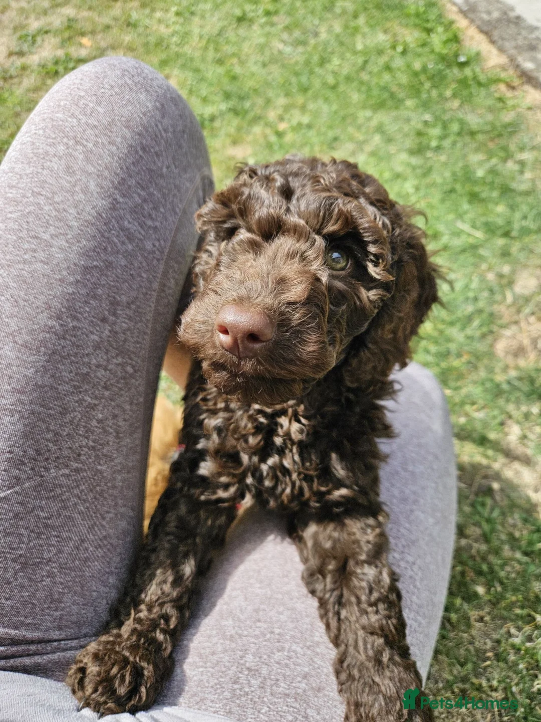 Cockapoo dogs for sale: Stunning 10 week f2b cockapoo boy - Advert 2