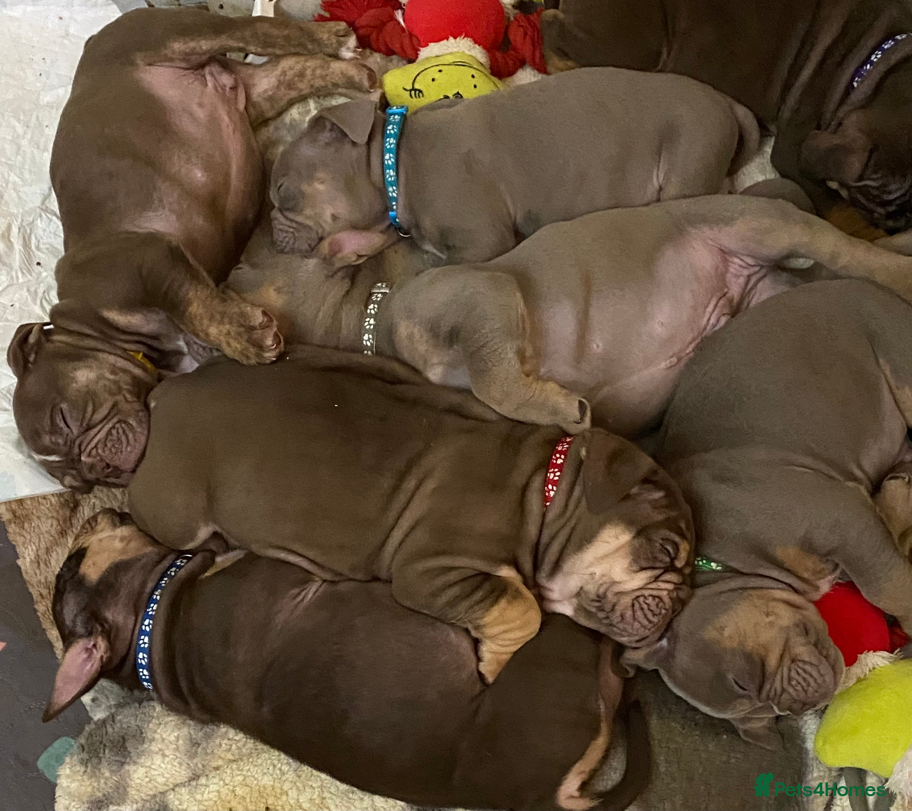 Mixed Breed dogs Old Tyme And English bulldog puppies - Advert 2