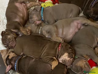 Mixed Breed dogs Old Tyme English And British bulldog puppies - Advert 7