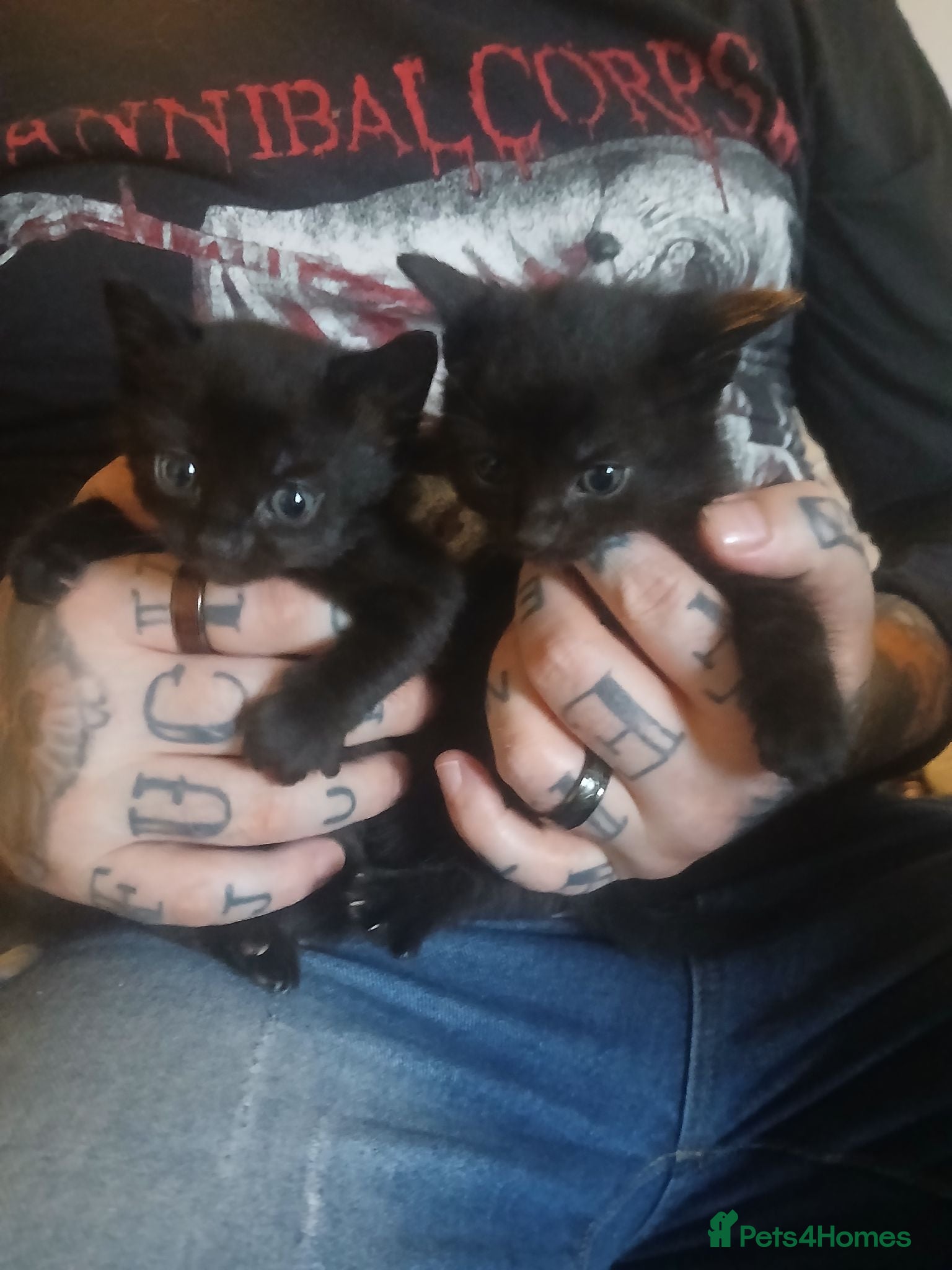 Mixed Breed cats 7 beautiful kittens - Advert 4