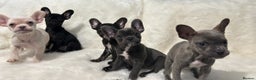 French Bulldog dogs for sale: French Bulldog pups - Advert 1