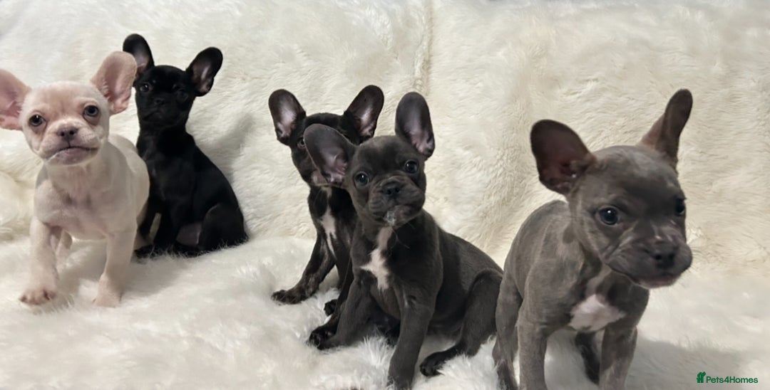 French Bulldog dogs for sale: French Bulldog pups - Advert 1