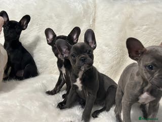 French Bulldog dogs French Bulldog pups - Advert 18
