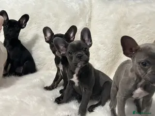 French Bulldog dogs French Bulldog pups - Advert 17