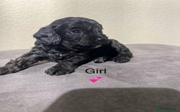 Cavapoo dogs for sale: Health tested cavapoos ready 8th december - Image 9