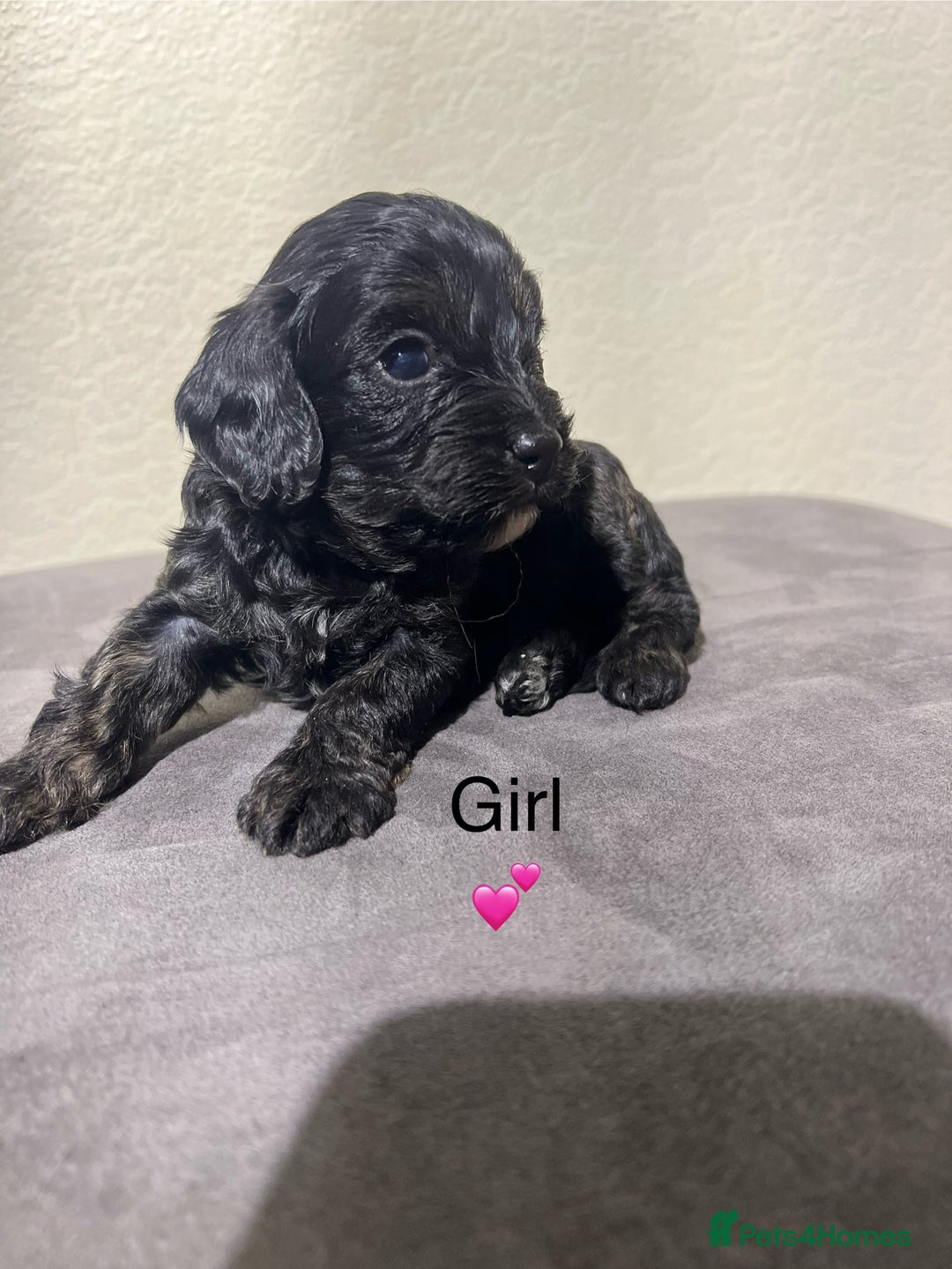 Cavapoo dogs for sale: Health tested cavapoos ready 8th december - Image 9