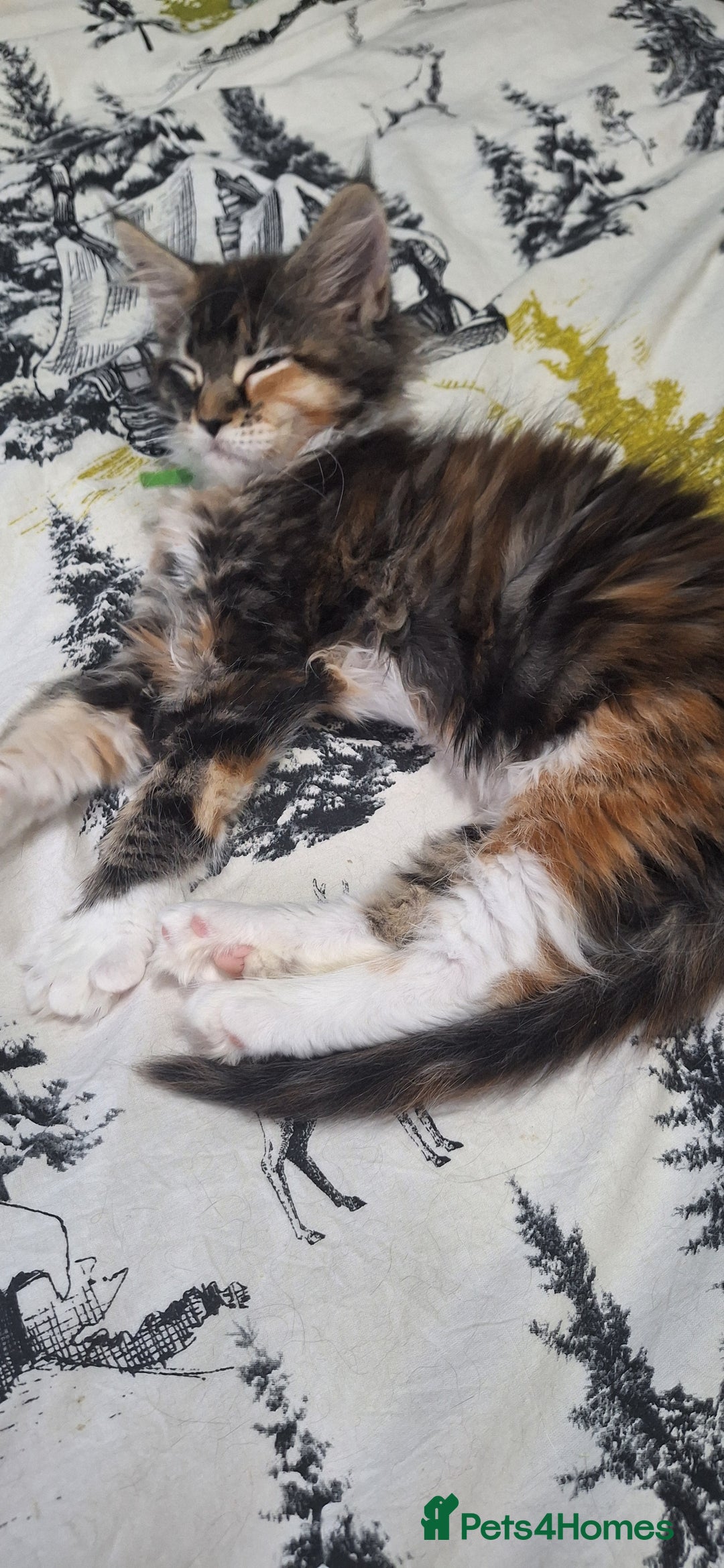 Maine Coon cats for sale: 😻 Ready Now 😻 Fluff Playful Maine Coon Kittens😻 - Advert 10