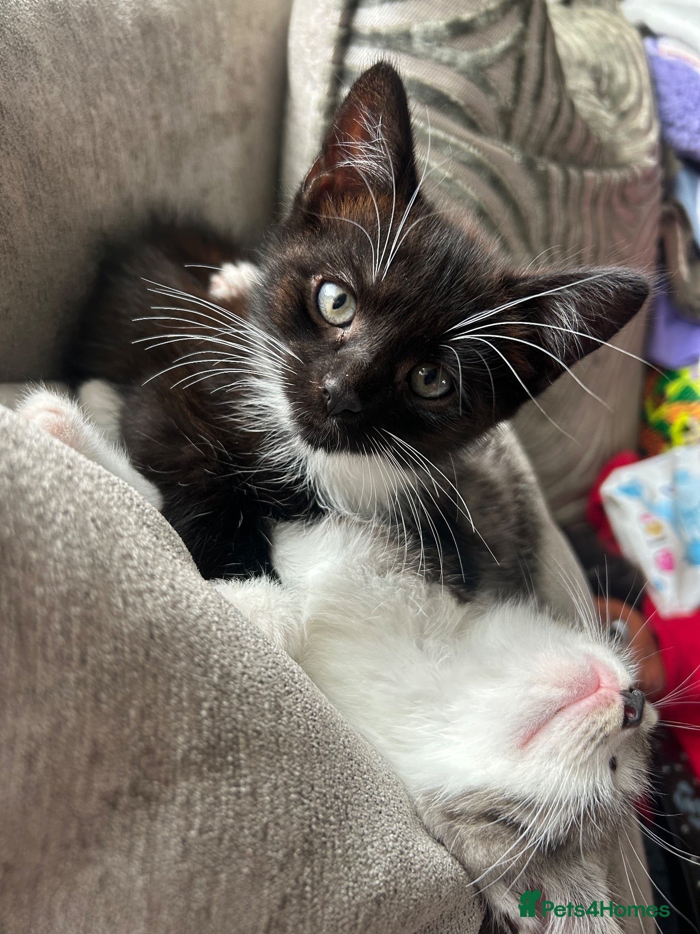 Mixed Breed cats 2 beautiful male kittens 🐱  - Advert 13