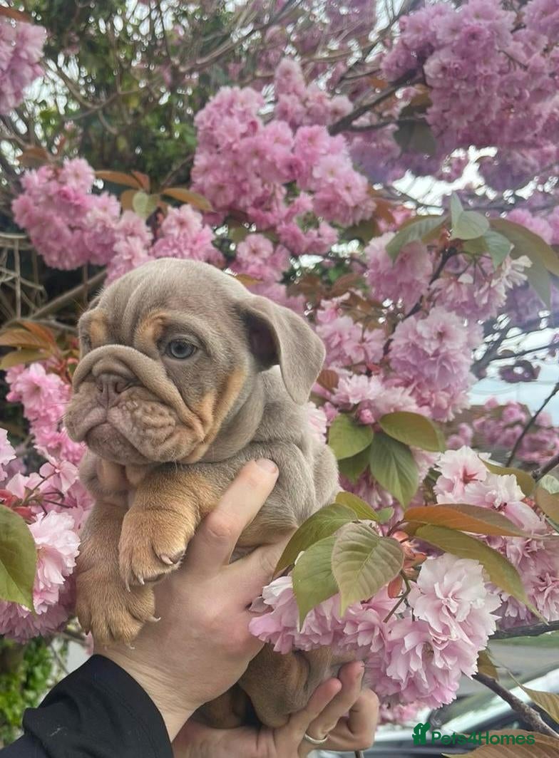 English Bulldog dogs 💙Last Male Lilac and Tan English Bulldog Puppy💙 - Advert 2