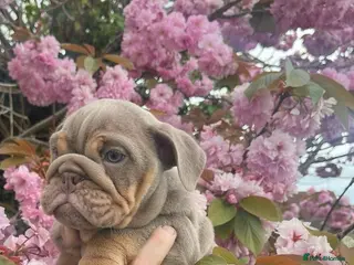 English Bulldog dogs 💙Last Male Lilac and Tan English Bulldog Puppy💙 - Advert 2