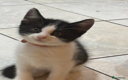 Domestic Shorthair cats for sale: 3 boys and 1 girl  - Image 2