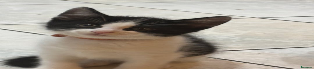 Domestic Shorthair Kitten 3