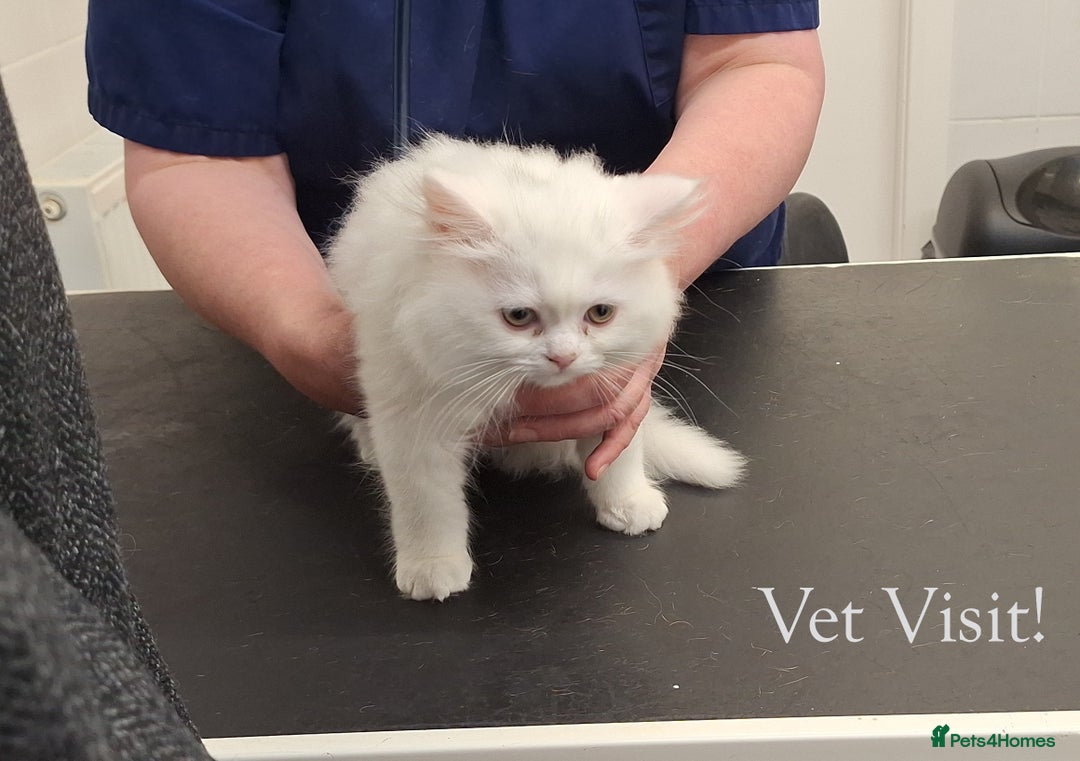 Mixed Breed cats for sale: Persian X Ragdoll Kittens Ready For Forever Homes! - Advert 16