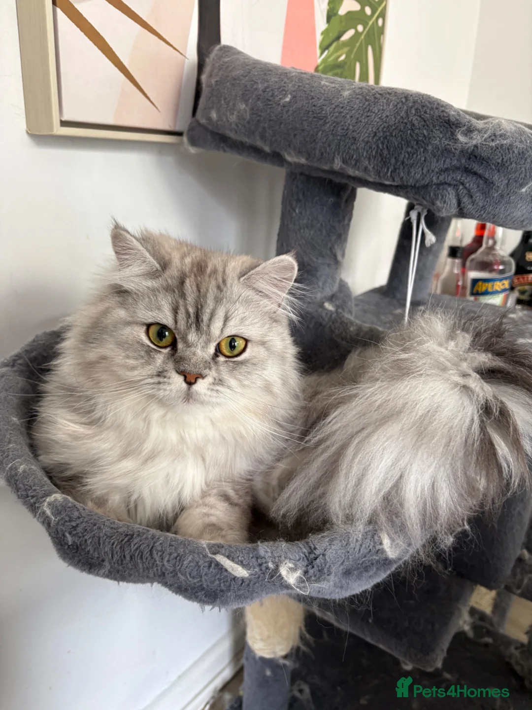 Persian cats for sale: Beautiful Persian 18 months old in Braintree - Advert 2