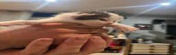 Mixed Breed cats for sale: GORGEOUS TABBY AND WHITE KITTENS - Advert 9