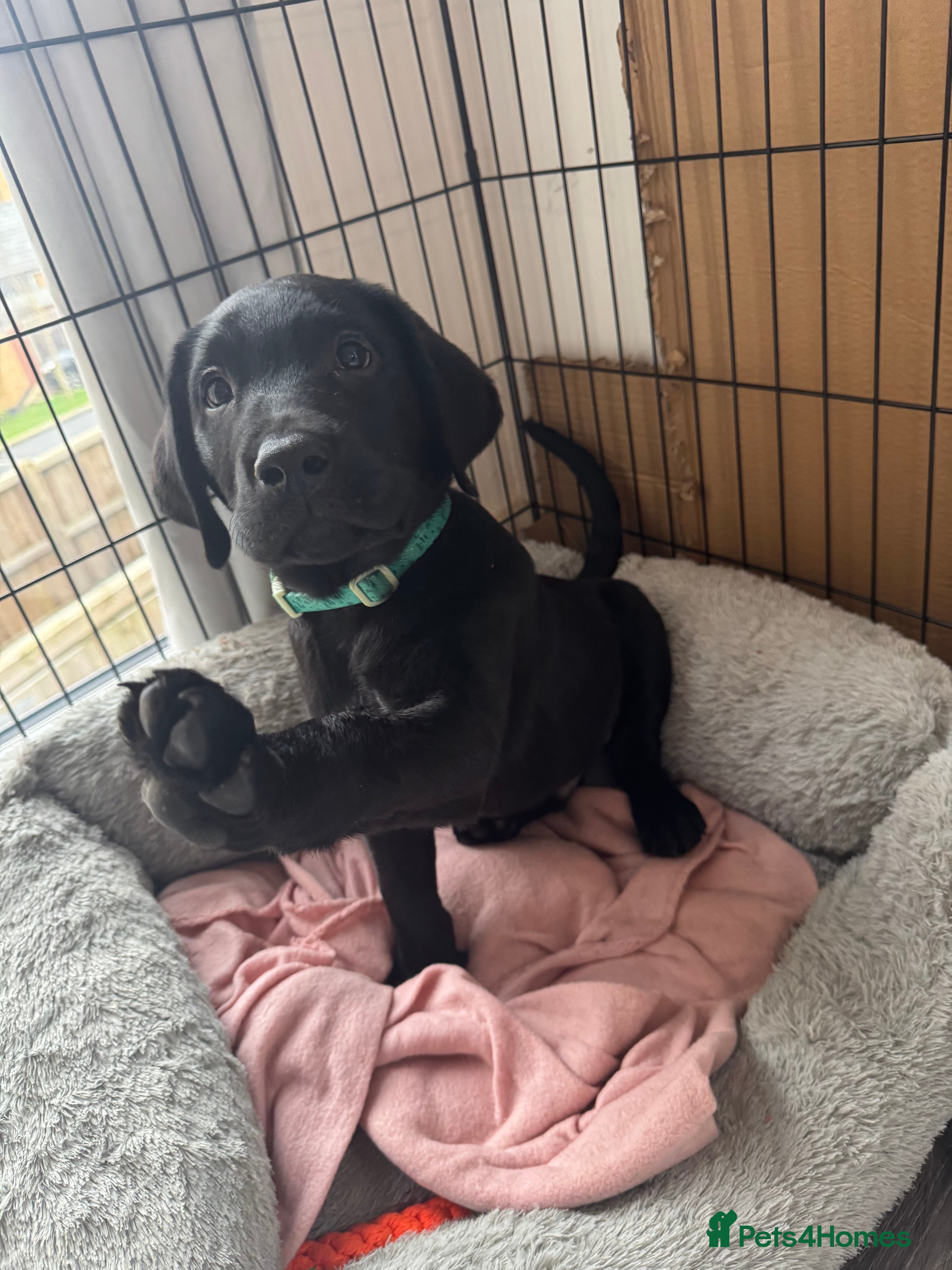 Labrador Retriever dogs labour retriever puppy  - Advert 1