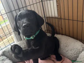 Labrador Retriever dogs labour retriever puppy - Advert 1