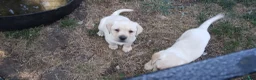 Labrador Retriever dogs for sale: 6 beautiful labrador puppies  - Advert 29
