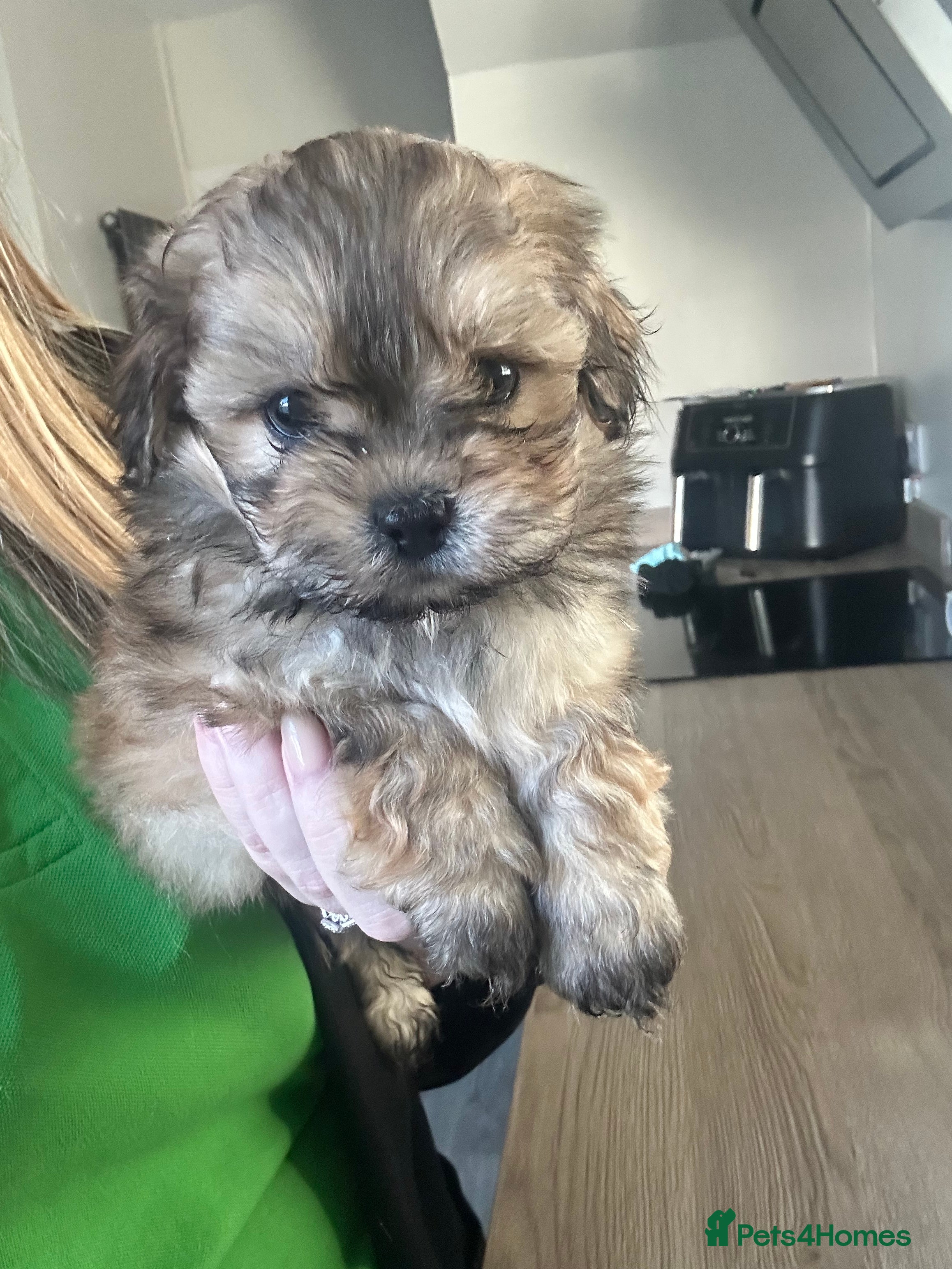 Lhasa Apso dogs Beautiful mini Lhasa apso’ - Advert 3