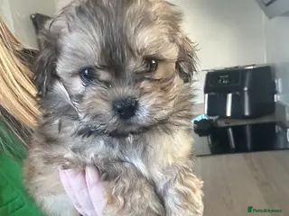 Lhasa Apso dogs Beautiful mini Lhasa apso’ - Advert 3