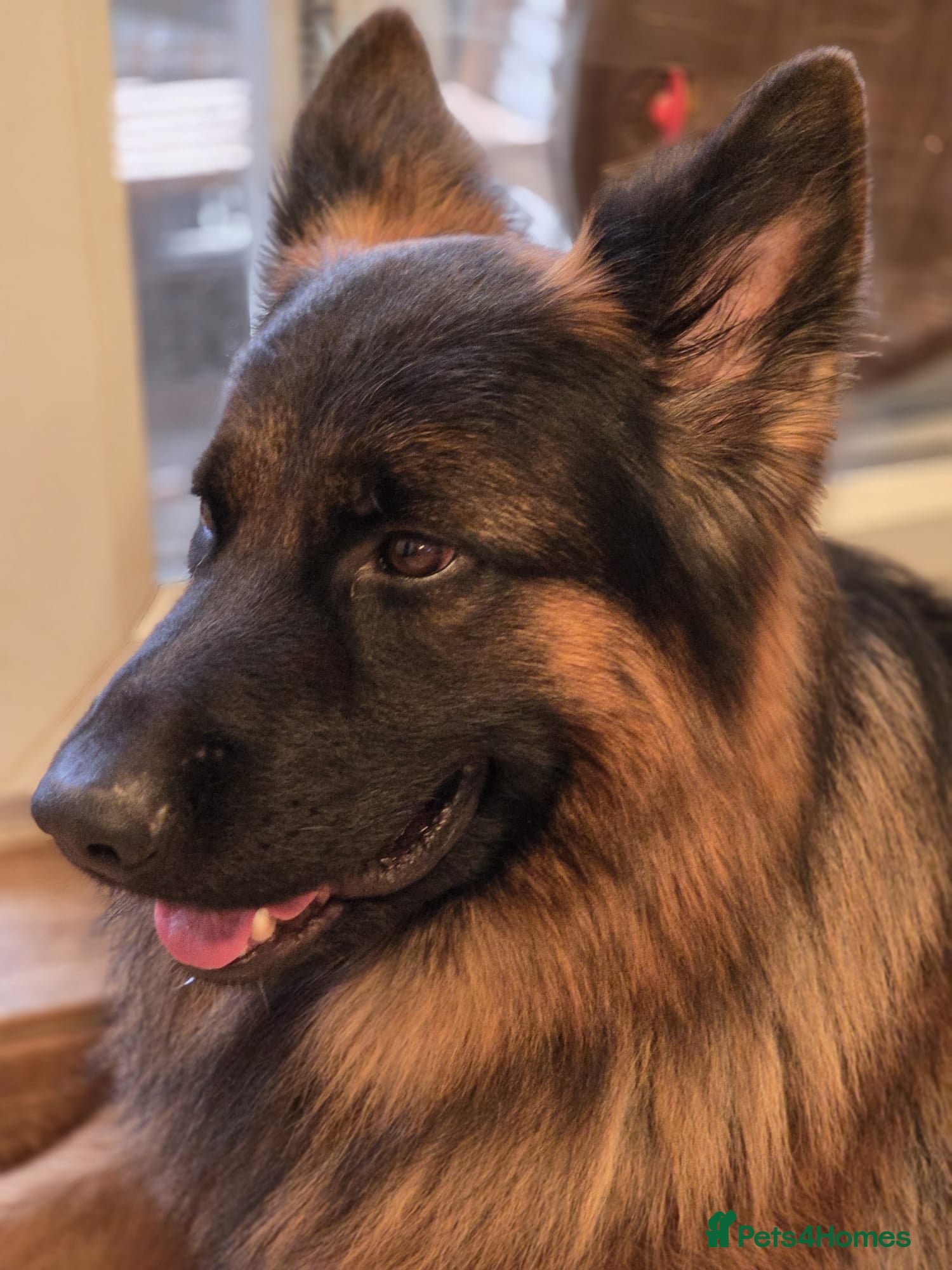 German Shepherd dogs 🐾 Beautiful Pedigree German Shepherd – Bruno 🐾 - Advert 13