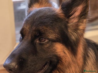 German Shepherd dogs - Advert 19