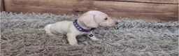 Miniature Dachshund dogs for sale: 🐾 Beautiful Miniature Dachshund Puppies 🐾 - Advert 19