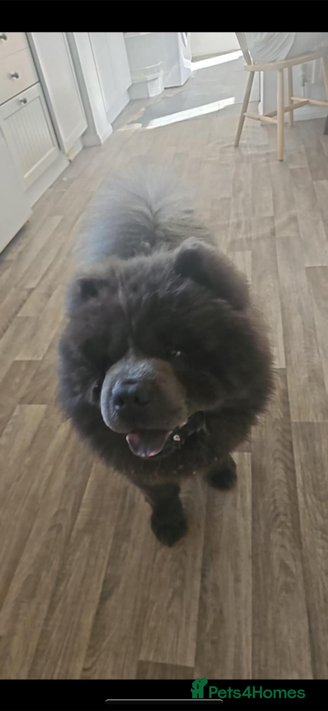 Chow Chow dogs for sale: Chow Chow  - Advert 3