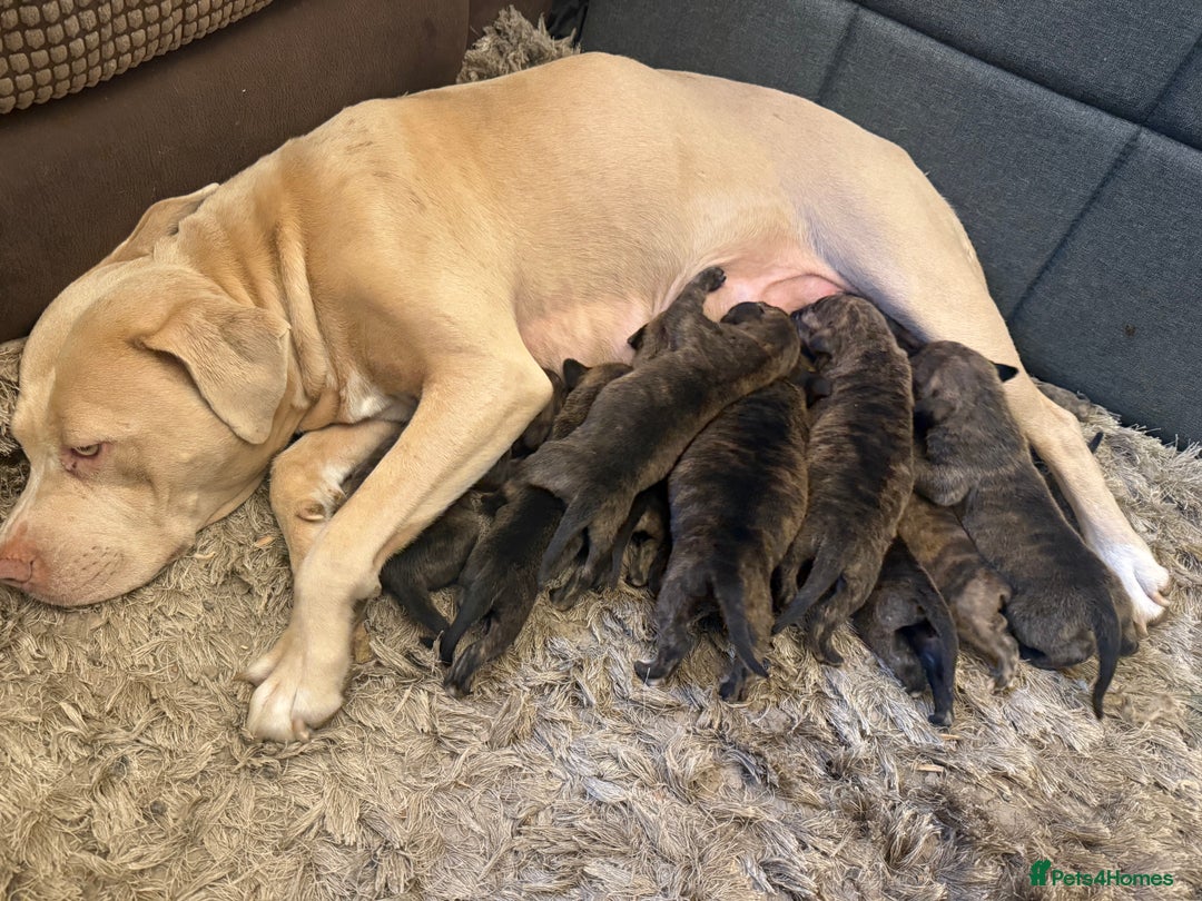 Mixed Breed dogs for sale: American bully cross - Image 10