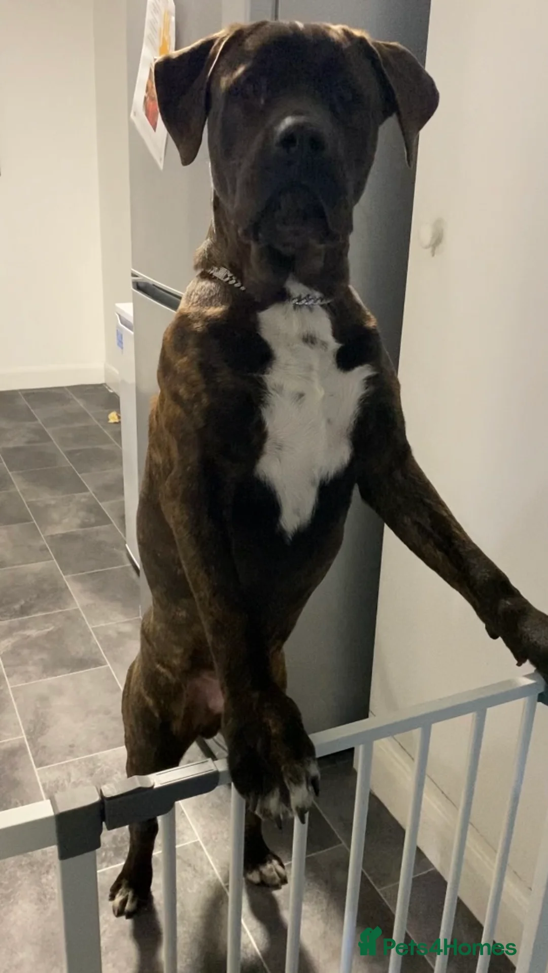 Presa Canario dogs for sale: 9-Month-Old Presa Canario Puppy - Advert 6