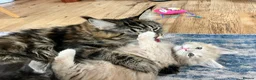 Maine Coon cats for sale: Maine coon kittens looking for homes forever  in Edinburgh - Advert 12