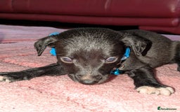 Mixed Breed dogs for sale: Saluki whippets  - Image 14