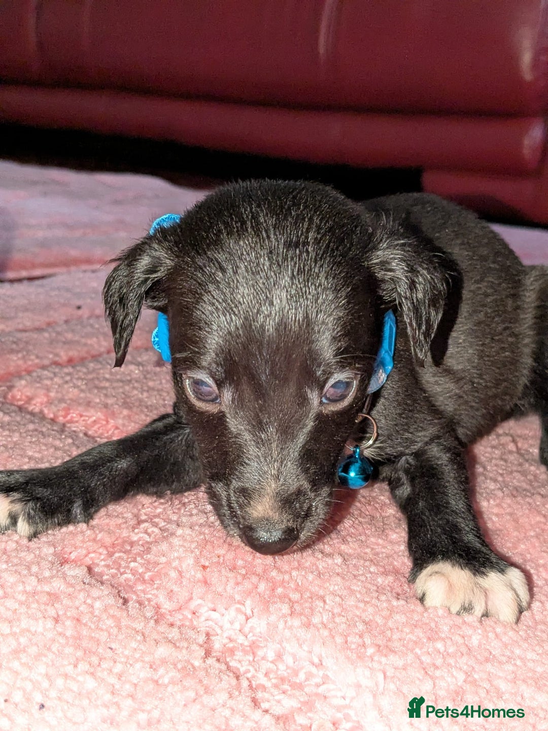 Mixed Breed dogs for sale: Saluki whippets  - Image 14
