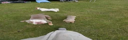 Olde English Bulldogge dogs for sale: olde English bulldogge girls - Advert 10