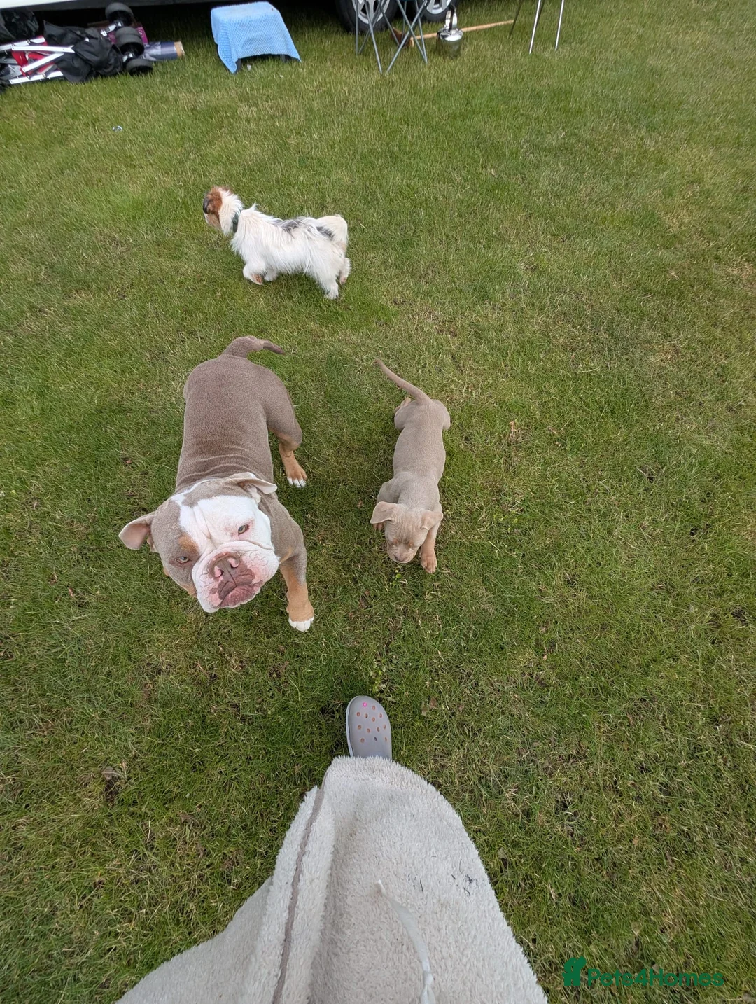 Olde English Bulldogge dogs for sale: olde English bulldogge girls - Advert 10