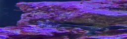 Other/Mixed Breed fish for sale: Marine fish, corals and equiptment for sale - Advert 3