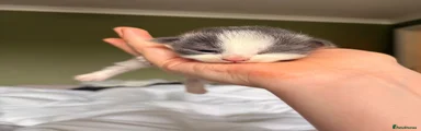 Kitten 4