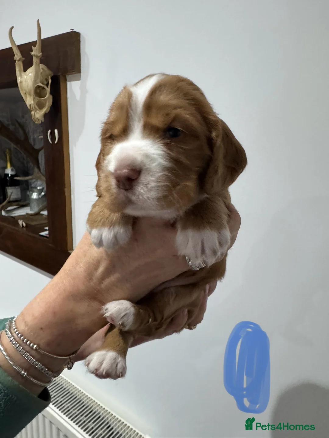 Cocker Spaniel dogs for sale: 4 COCKER SPANIEL MALES FOR SALE. - Advert 6